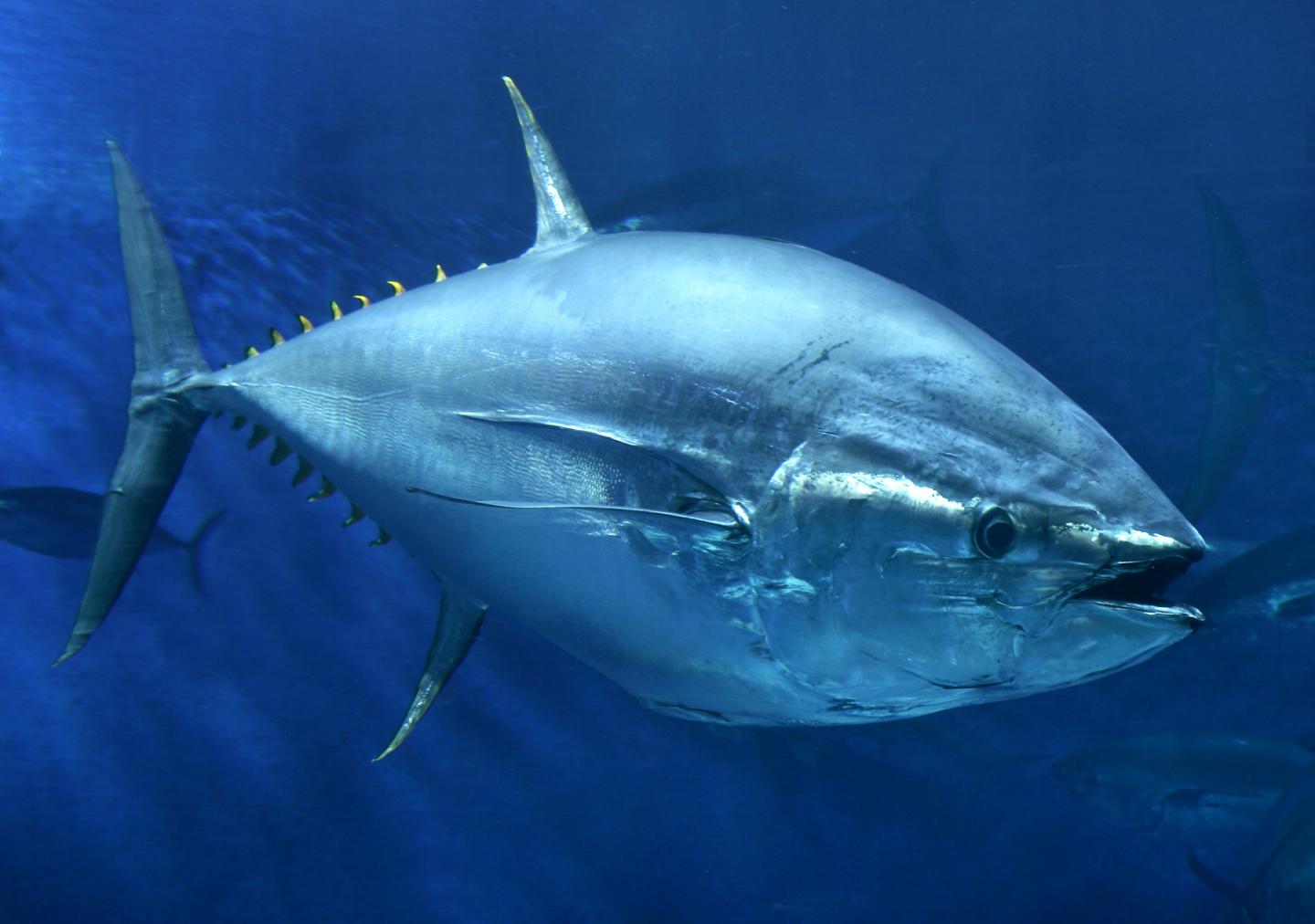 bluefin-tuna-hearts-are-tougher-than-yours-how-they-stay-warm-in-the